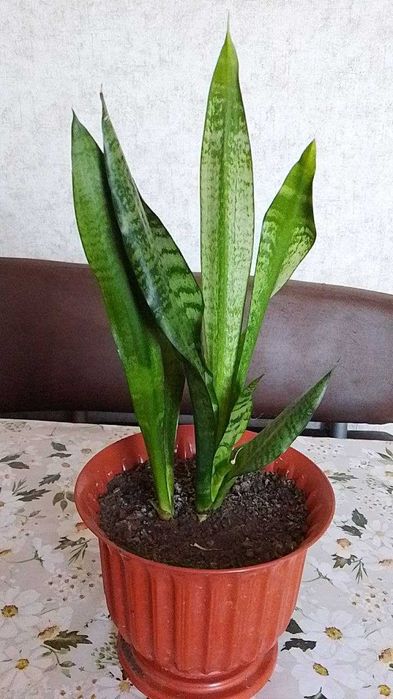 Продам сансевієрії