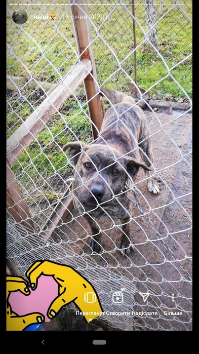 Срочно!!! В добрі руки