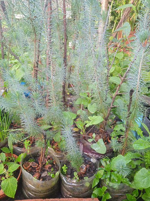 Pinheiros mansos de 2 anos. 30 a 60 centímetros
