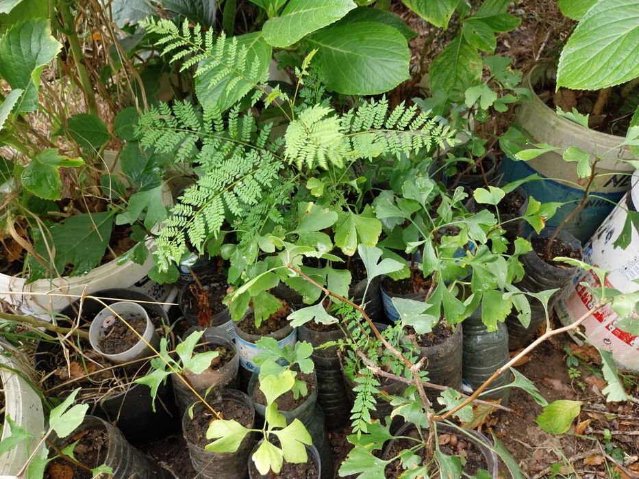 Vendo Gingko Bilobas e Jacarandás