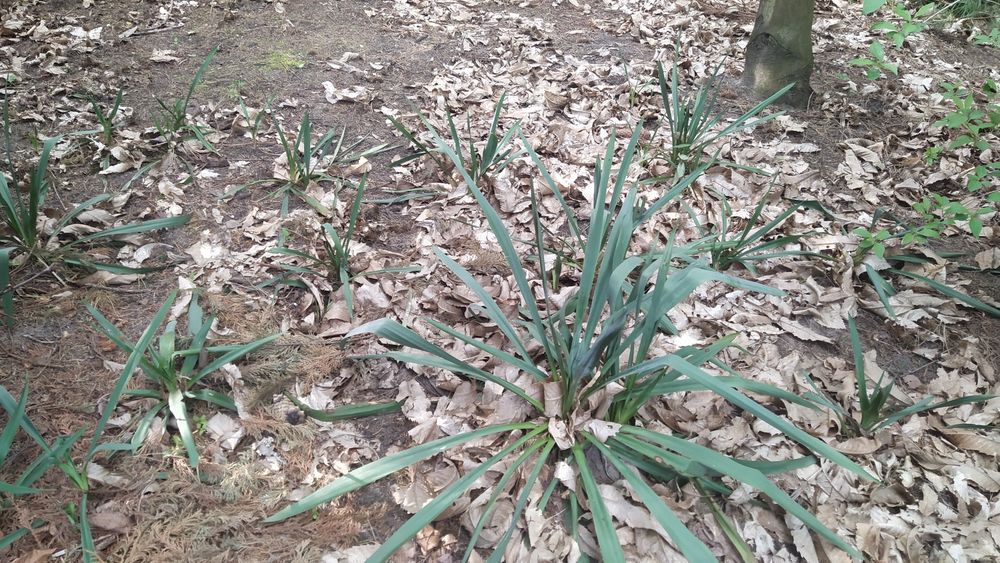 Juka karolinska pięknie wygląda