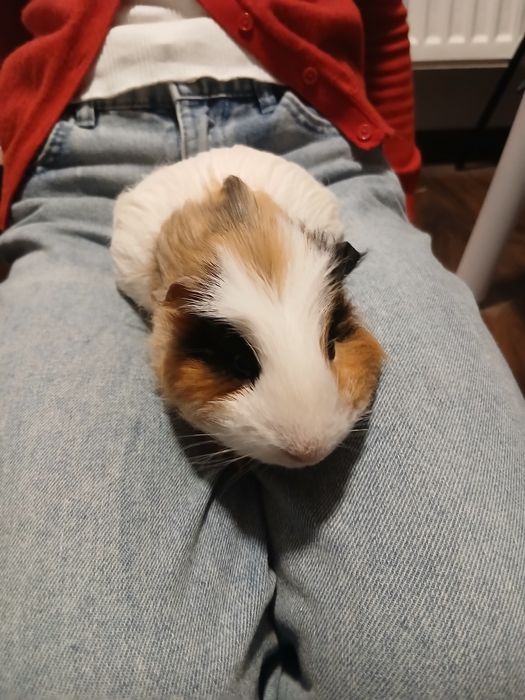 Świnka morska samiec