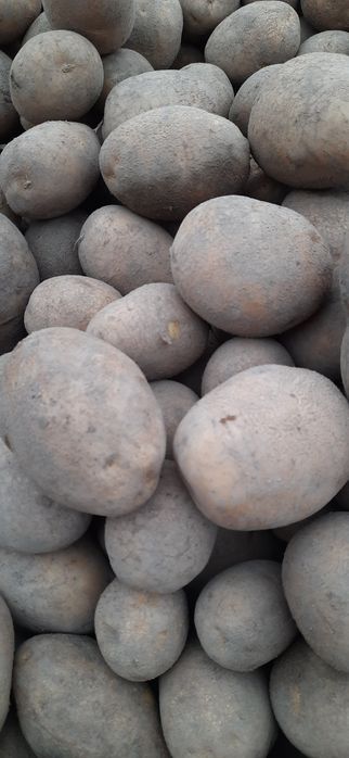 Ziemniaki jadalne lilly