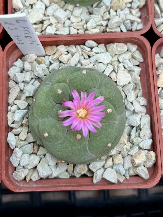 Ґрунт грунт суміш земля для кактусів сукулентів: кокос перліт цеоліт