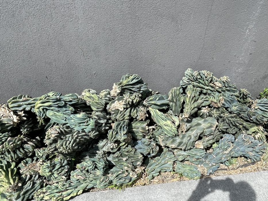 Myrtillocactus - Cactus muito raro
