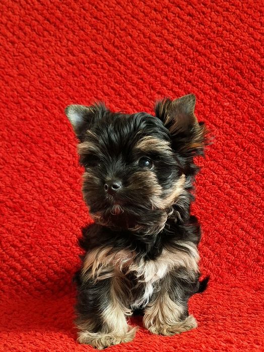 York Yorkshire terrier piesek kpl. szczepień