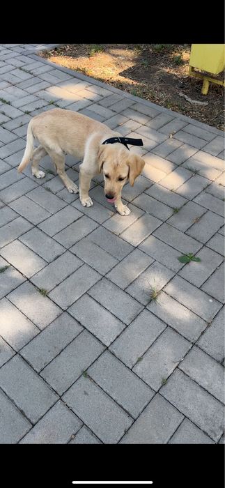 Лабрадор Ретрівер з документами