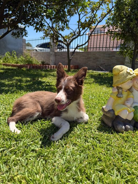 Menino border collie chocolatinho