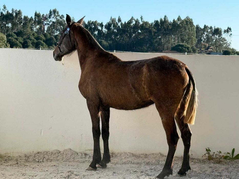 Poldra 3 anos Puro Sangue Lusitano filha de Cavalo Olímpico
