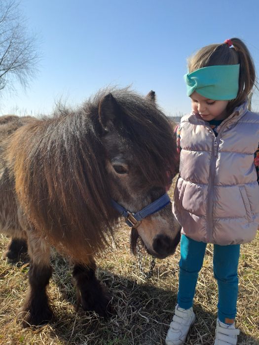 Mini konik brytyjski klacz
