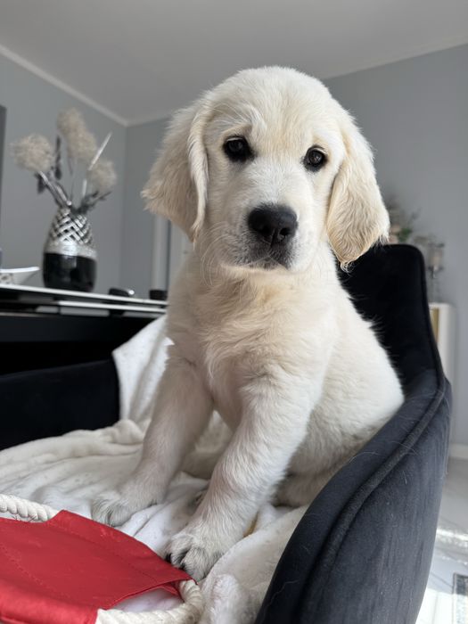 Golden Retriever ZKWP FCI Suczka *GOTOWA DO ODBIORU*