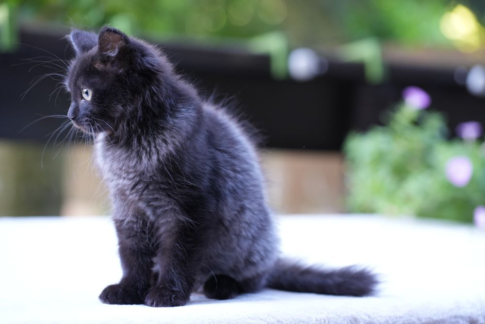 Kotka ragdoll/cherubim dymna Black solid