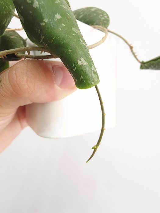 Hoya Imbricata 1