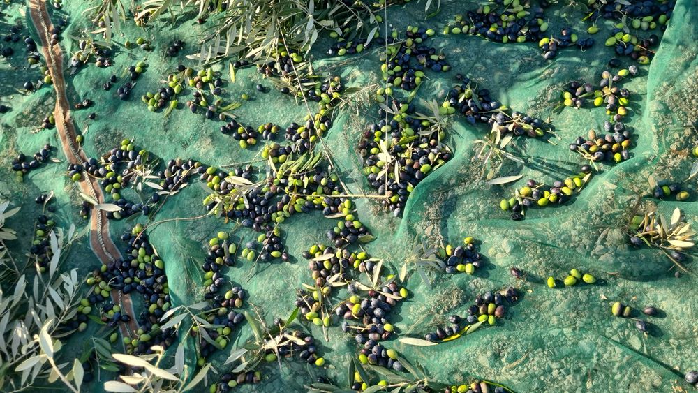 Azeite Excelente- Produção familiar na região da Bairrada