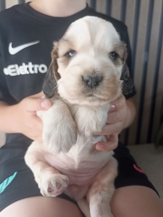 Cocker spaniele do odbioru ok 20.08