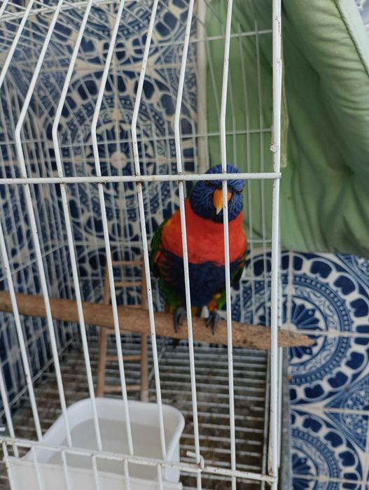 Lori molucano criado á mão