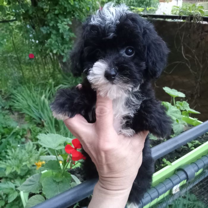 Хлопченя Мальтіпу суперовий,міні.