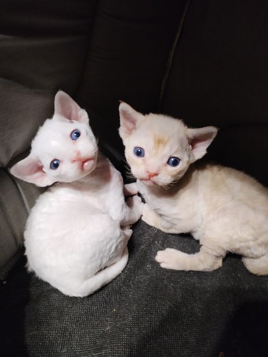 Девон Рекс хлопчик