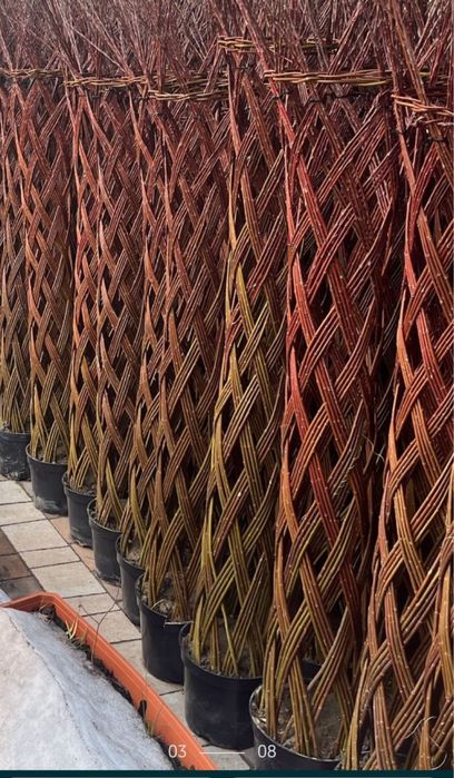 Wierzba pleciona z paszportem rośliny