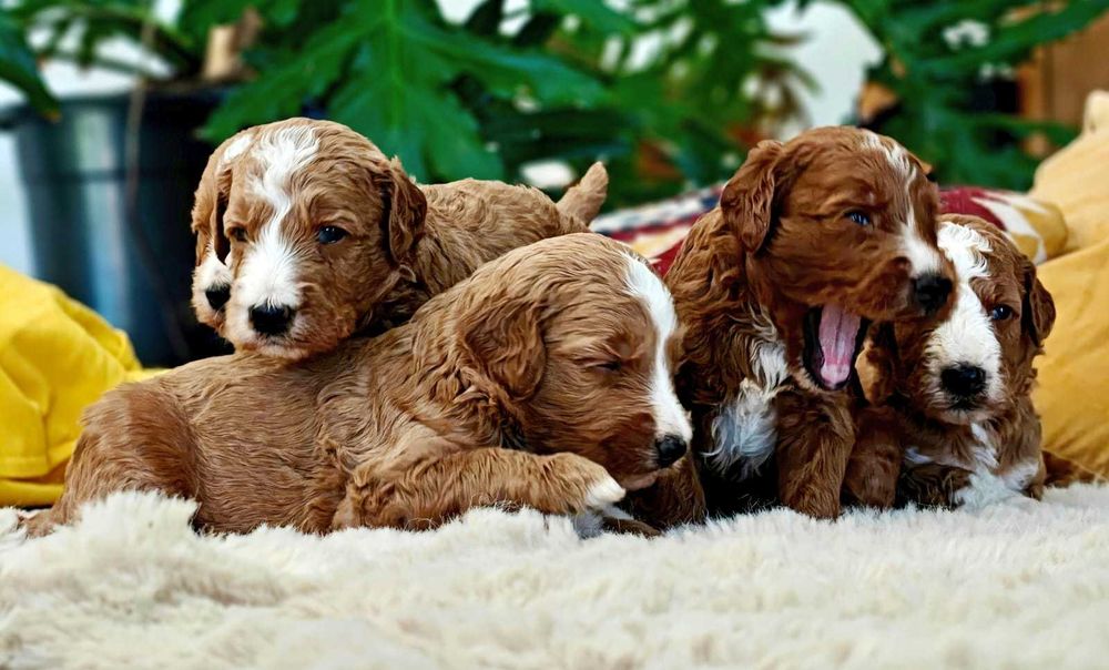 Goldendoodle f1b w umaszczeniu tuxedo