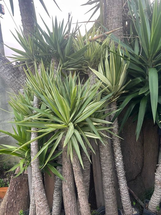 Palmeiras Yucca  – Prontas a Plantar | Excelente Oportunidade