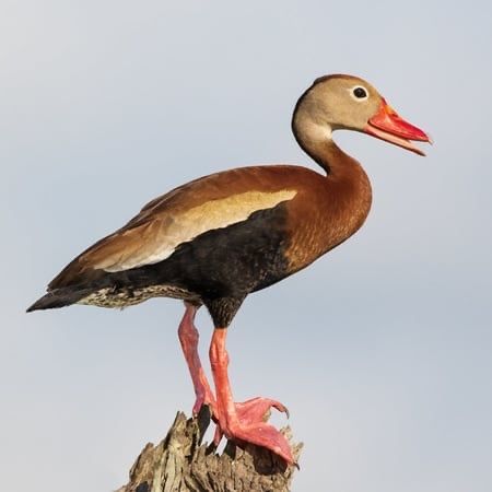 Casal Dendrocigno de bico vermelho (Dendrocygna autumnalis)