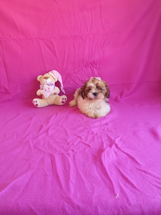 Shih-tzu Fêmea Maravilhosa