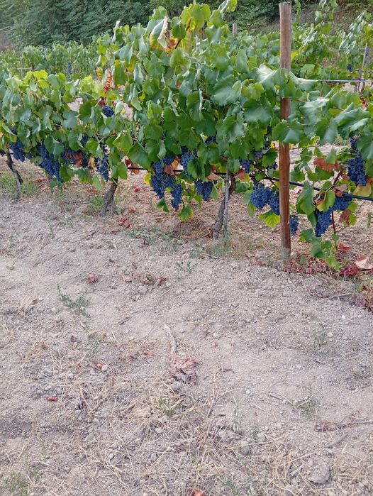 Uvas - Sirah, Tinta Roriz, Alicante bouschet