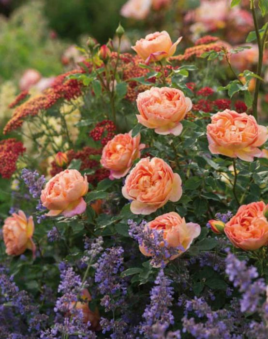 Багаторічники:Котовник,Шавлія, Пенстемон.