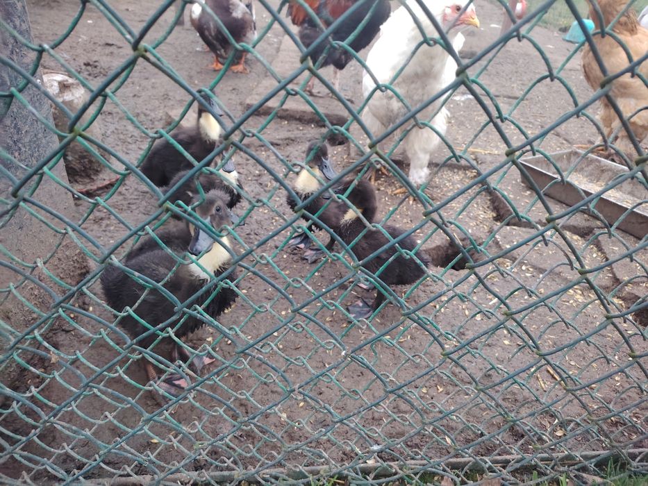 Kaczki staropolskie 6 szt