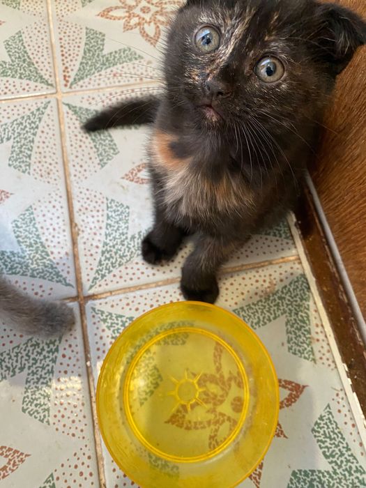 Котик весловухий трьохкольоровий