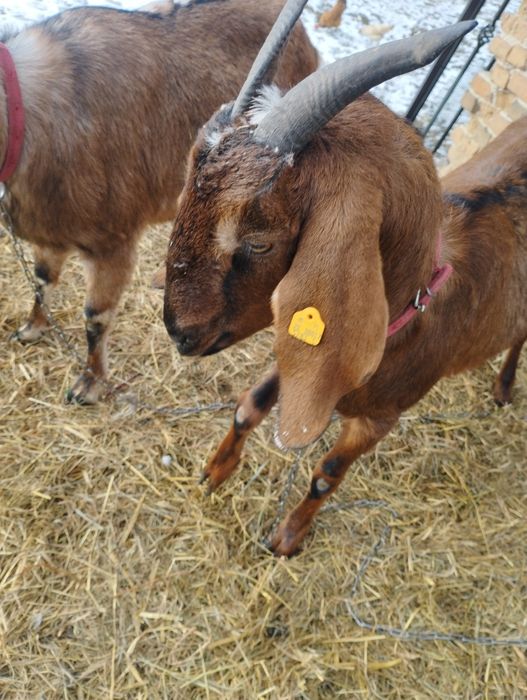 Kozy rejestrowane z kolczykami sprzedam