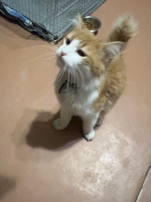 Отдам в хорошие руки