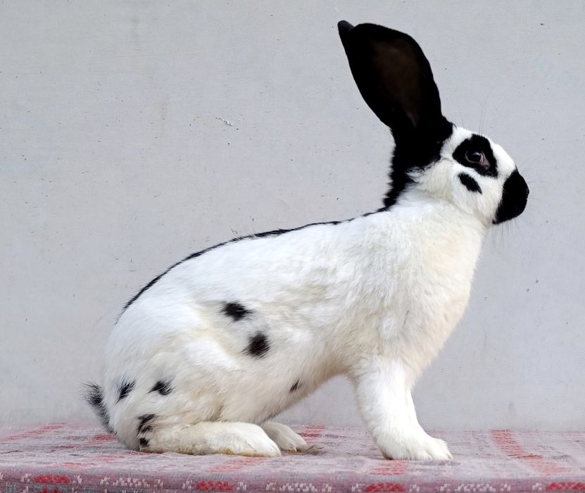 Кролики німецький строкач