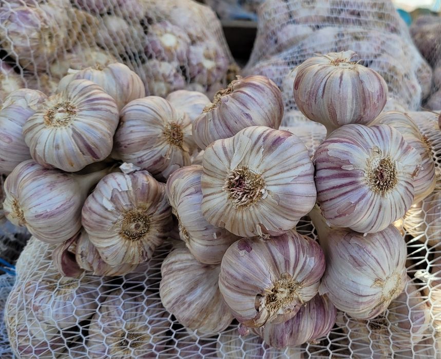 Czosnek 50 główek SUPER JAKOŚĆ polski Harnaś ozimy zimowy