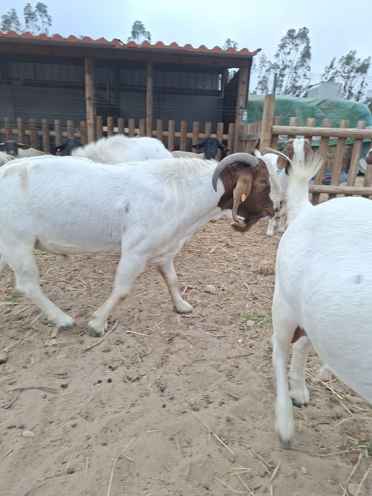 Macho Boer Adulto (com pedigree)