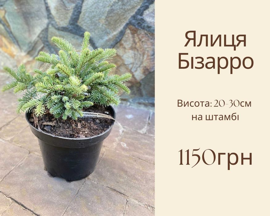 Айс Брейкер Магнолія Бізарро Прокумбенс Глаука Глобоза Сосна Міні Мопс Кипарисовик Нана Граціліс ланшафтний дизайн