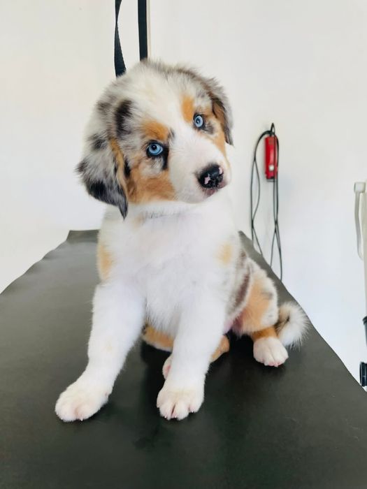 Pastor australiano com LOP