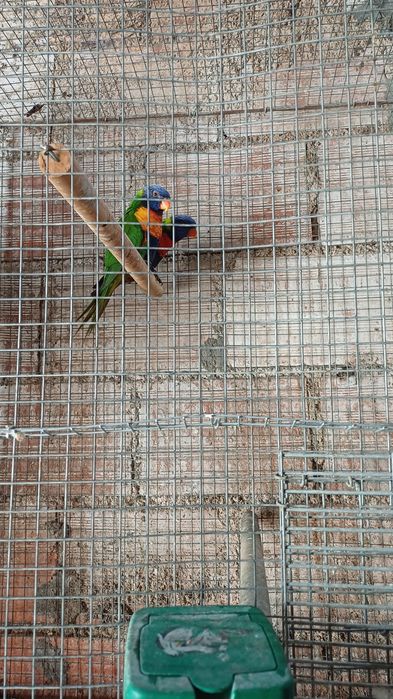 Casal de loris molucanos