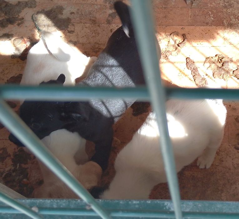 Cãezinhos para doar