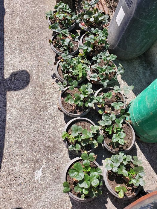 12 Morangueiros em vaso