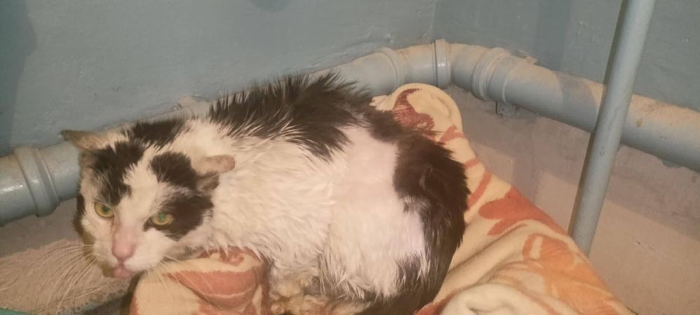 Blanka szuka domku tymczasowego.