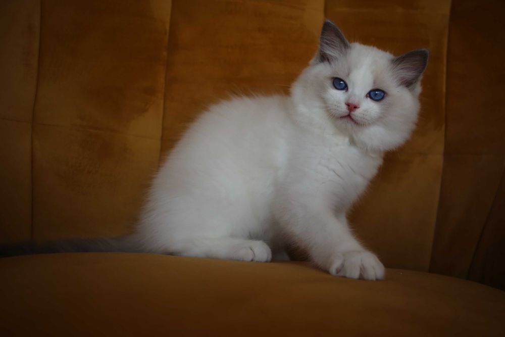 Ragdoll kocurek Wedel