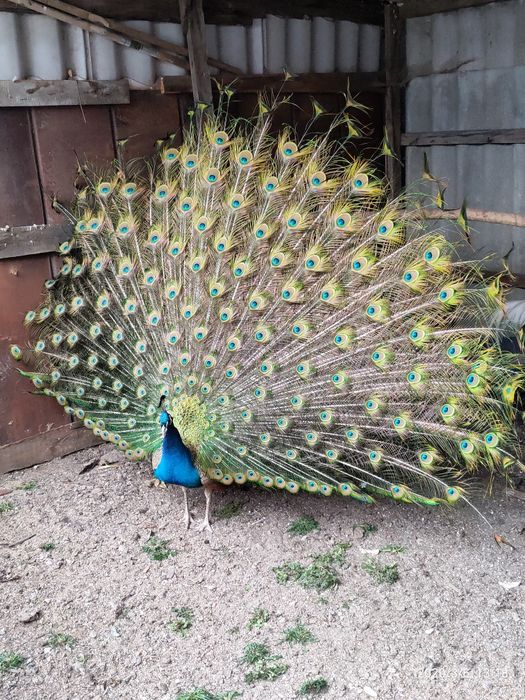 Сімью   Павлівнів .