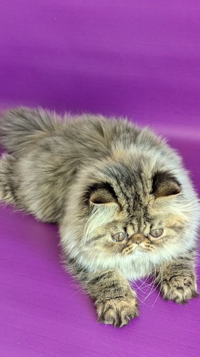 Перс дівчинка у розведення