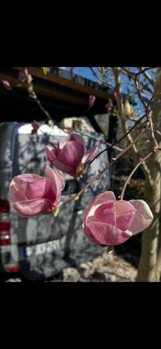 Magnolia , nasiona 20 sztuk , drzewo do 16m