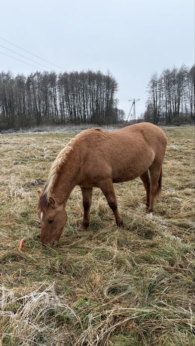 Ogierek polski kuc wierzchowy