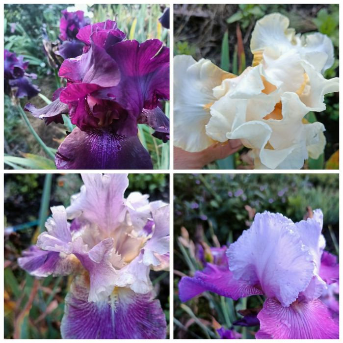 Молочай кипарисовидный, ирисы, лилии, ромашки