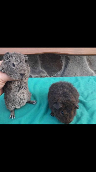 Морські свинки, Тедді