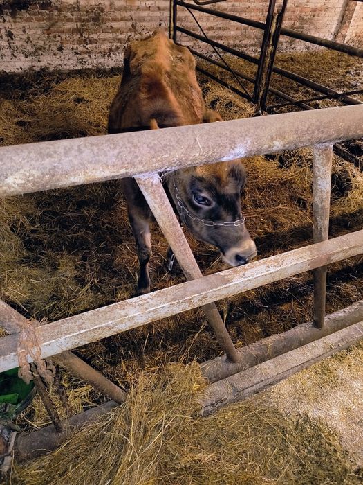 sprzedam krowę jersey